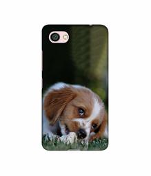 Amazon Brand - Solimo Designer Cute Puppy 3D Printed Hard Back Case Mobile Cover for Xiaomi Redmi Y1 Lite