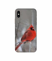 Amazon Brand - Solimo Designer Red Engry Bird 3D Printed Hard Back Case Mobile Cover for Apple iPhone Xs Max