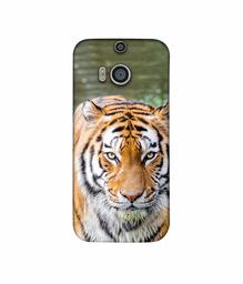 Amazon Brand - Solimo Designer Tiger in Water 3D Printed Hard Back Case Mobile Cover for HTC One M8