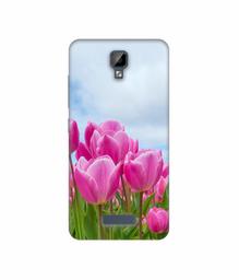 Amazon Brand - Solimo Designer Pink Lily 3D Printed Hard Back Case Mobile Cover for Gionee P7 Max