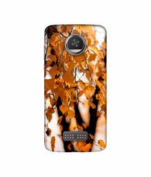 Amazon Brand - Solimo Designer Autumn Photography 3D Printed Hard Back Case Mobile Cover for Moto Z2 Play