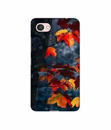 Amazon Brand - Solimo Designer Autumn Leaf 3D Printed Hard Back Case Mobile Cover for Xiaomi Redmi Y1 Lite