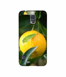 Amazon Brand - Solimo Designer Lemon 3D Printed Hard Back Case Mobile Cover for Samsung Galaxy S5 i9600