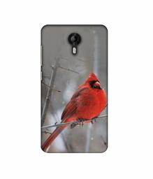 Amazon Brand - Solimo Designer Red Engry Bird 3D Printed Hard Back Case Mobile Cover for Micromax Canvas Nitro 4G E455