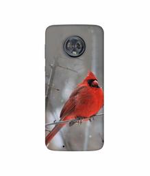 Amazon Brand - Solimo Designer Red Engry Bird 3D Printed Hard Back Case Mobile Cover for Motorola Moto G6