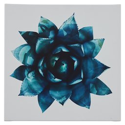 Amazon Brand – Rivet Ripple Teal Succulent Canvas Print Wall Art Decor, 16