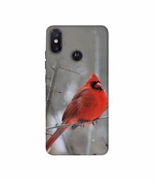 Amazon Brand - Solimo Designer Red Engry Bird 3D Printed Hard Back Case Mobile Cover for Motorola One Power