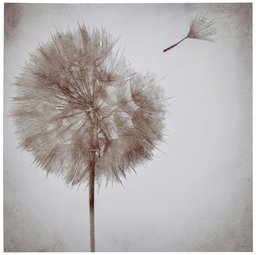 Amazon Brand – Rivet Faded Dandelion in The Breeze Canvas Wall Art Decor, 12