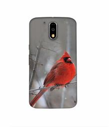 Amazon Brand - Solimo Designer Red Engry Bird 3D Printed Hard Back Case Mobile Cover for Motorola Moto G4 Plus