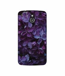 Amazon Brand - Solimo Designer Purple Flowers 3D Printed Hard Back Case Mobile Cover for InFocus M2