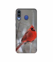 Amazon Brand - Solimo Designer Red Engry Bird 3D Printed Hard Back Case Mobile Cover for Samsung Galaxy M21