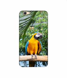 Amazon Brand - Solimo Designer Macaw Bird 3D Printed Hard Back Case Mobile Cover for Oppo F1s