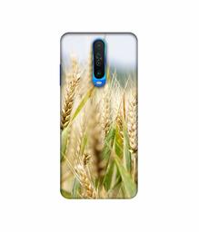 Amazon Brand - Solimo Designer Wheat Plant 3D Printed Hard Back Case Mobile Cover for Mi Redmi K30