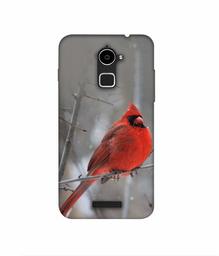 Amazon Brand - Solimo Designer Red Engry Bird 3D Printed Hard Back Case Mobile Cover for Coolpad Note 3 Lite