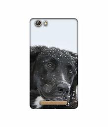 Amazon Brand - Solimo Designer Labrador Dog 3D Printed Hard Back Case Mobile Cover for Gionee Marathon M5 lite