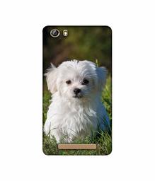 Amazon Brand - Solimo Designer White Dog 3D Printed Hard Back Case Mobile Cover for Gionee Marathon M5 lite