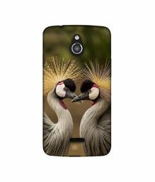 Amazon Brand - Solimo Designer Birds 3D Printed Hard Back Case Mobile Cover for InFocus M2