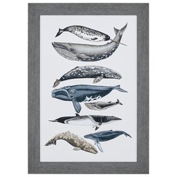 Amazon Brand – Stone & Beam Modern Rustic 8 Whale Print, Grey Frame, 30