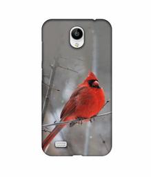 Amazon Brand - Solimo Designer Red Engry Bird 3D Printed Hard Back Case Mobile Cover for Vivo Y21L