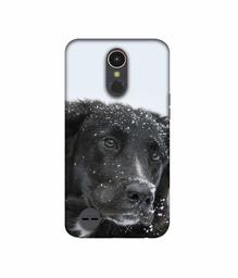 Amazon Brand - Solimo Designer Labrador Dog 3D Printed Hard Back Case Mobile Cover for LG K10 (2017)