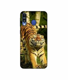 Amazon Brand - Solimo Designer Tiger 3D Printed Hard Back Case Mobile Cover for Samsung Galaxy M21