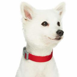 Umi. Essential Classic Solid Color Dog Collar Made for Last