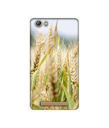 Amazon Brand - Solimo Designer Wheat Plant 3D Printed Hard Back Case Mobile Cover for Gionee Marathon M5 lite