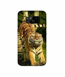 Amazon Brand - Solimo Designer Tiger 3D Printed Hard Back Case Mobile Cover for Samsung Galaxy S8 Plus