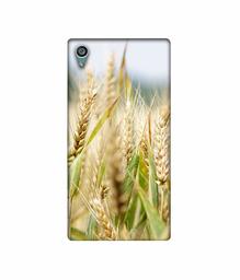 Amazon Brand - Solimo Designer Wheat Plant 3D Printed Hard Back Case Mobile Cover for Sony Xperia Z5 Dual