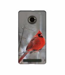 Amazon Brand - Solimo Designer Red Engry Bird 3D Printed Hard Back Case Mobile Cover for Micromax YU Yuphoria AQ5010 / AO5010