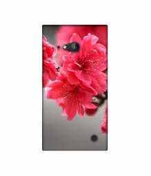 Amazon Brand - Solimo Designer Blossom Like Flower 3D Printed Hard Back Case Mobile Cover for Nokia Lumia 730