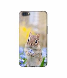 Amazon Brand - Solimo Designer Squirrel 3D Printed Hard Back Case Mobile Cover for Oppo A71