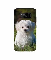 Amazon Brand - Solimo Designer White Dog 3D Printed Hard Back Case Mobile Cover for Samsung Galaxy S8 Plus