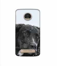 Amazon Brand - Solimo Designer Labrador Dog 3D Printed Hard Back Case Mobile Cover for Motorola Moto Z Play