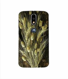 Amazon Brand - Solimo Designer Wheat Plants 3D Printed Hard Back Case Mobile Cover for Motorola Moto G4 Plus (with Logo Cut)