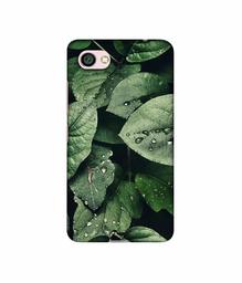 Amazon Brand - Solimo Designer Leafs 3D Printed Hard Back Case Mobile Cover for Xiaomi Redmi Y1 Lite