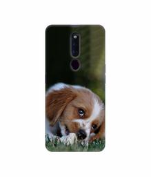 Amazon Brand - Solimo Designer Cute Puppy 3D Printed Hard Back Case Mobile Cover for Oppo F11 Pro