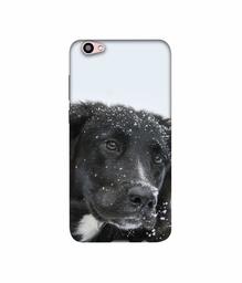 Amazon Brand - Solimo Designer Labrador Dog 3D Printed Hard Back Case Mobile Cover for Vivo V5 Plus