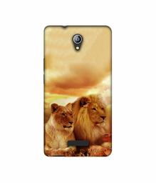 Amazon Brand - Solimo Designer Lion with Lioness 3D Printed Hard Back Case Mobile Cover for Micromax Canvas Pace 4G Q416