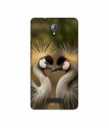 Amazon Brand - Solimo Designer Birds 3D Printed Hard Back Case Mobile Cover for Micromax Canvas Pace 4G Q416