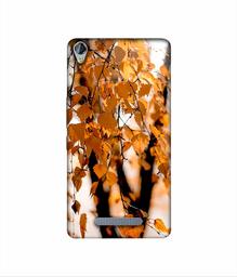 Amazon Brand - Solimo Designer Autumn Photography 3D Printed Hard Back Case Mobile Cover for Micromax Canvas Juice 3Plus Q394