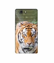 Amazon Brand - Solimo Designer Tiger in Water 3D Printed Hard Back Case Mobile Cover for Micromax Canvas Nitro 2 E311