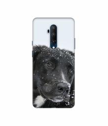 Amazon Brand - Solimo Designer Labrador Dog 3D Printed Hard Back Case Mobile Cover for OnePlus 7T Pro