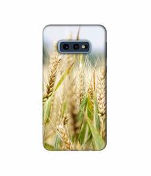 Amazon Brand - Solimo Designer Wheat Plant 3D Printed Hard Back Case Mobile Cover for Samsung Galaxy S10e