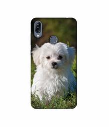 Amazon Brand - Solimo Designer White Dog 3D Printed Hard Back Case Mobile Cover for Asus Zenfone Max (M2) ZB633KL