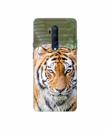 Amazon Brand - Solimo Designer Tiger in Water 3D Printed Hard Back Case Mobile Cover for OnePlus 7T Pro