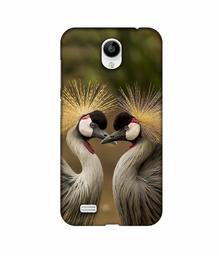 Amazon Brand - Solimo Designer Birds 3D Printed Hard Back Case Mobile Cover for Vivo Y21L