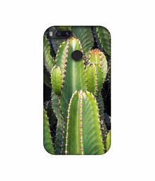 Amazon Brand - Solimo Designer Desert Plant 3D Printed Hard Back Case Mobile Cover for Xiaomi Mi A1