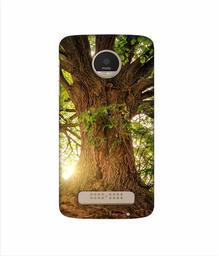 Amazon Brand - Solimo Designer Tree Trunk 3D Printed Hard Back Case Mobile Cover for Motorola Moto Z Play