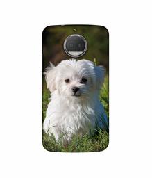 Amazon Brand - Solimo Designer White Dog UV Printed Soft Back Case Mobile Cover for Motorola Moto G5S Plus